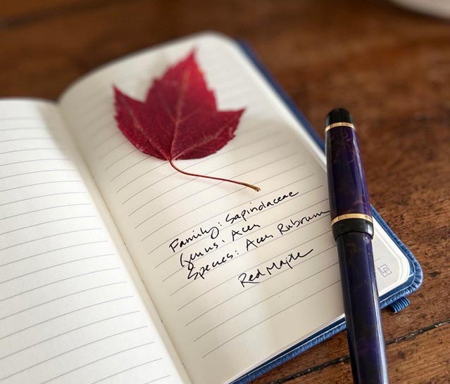 Pocket Pacific Blue journal with red maple leaf on open page